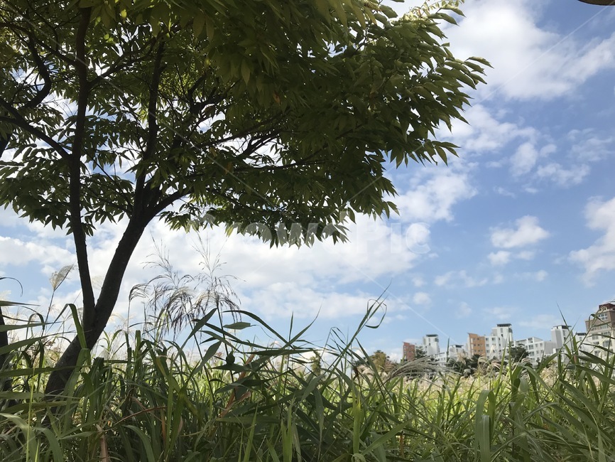 자연풍경,나무,잔디,억새,하늘,한낮,자연,풍경,nature,landscape,grass,plant,식물,tree,vegetation,초목