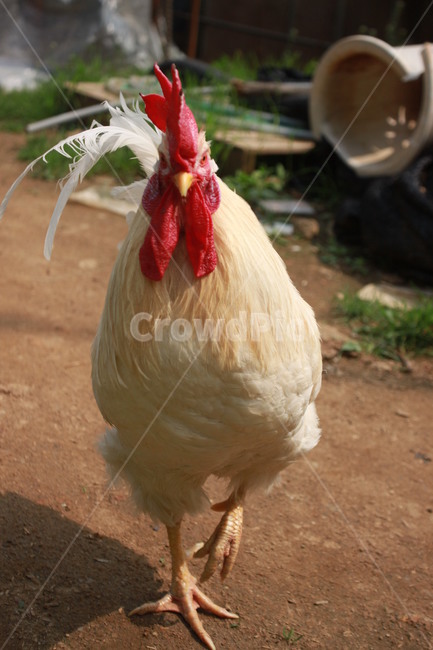 동물,닭,수탉,애완닭,동물농장,동물복지,animal,bird,chicken,동물,animal,조류,새,birds