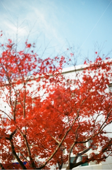 단풍,나무,빨강,붉음,붉은,가을,계절,fall,autumn,season,식물,자연,plants,nature,나무,trees,wood,tree,plant,leaf,잎,maple