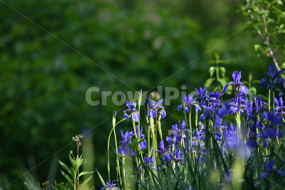 식물,자연풍경,꽃,감성사진,봄,붓꽃,자색,붓꽃과,식물,자연,plants,nature,꽃,flower