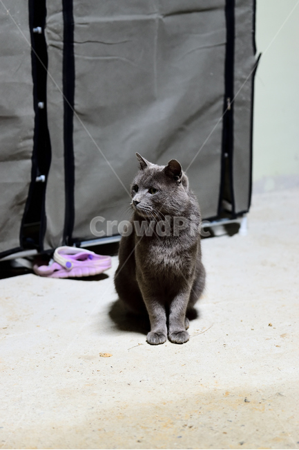 애완동물,고양이,검정,회색,검은,반려묘,동물,animal,포유류,mammal,고양이,cat,kitten,kitty