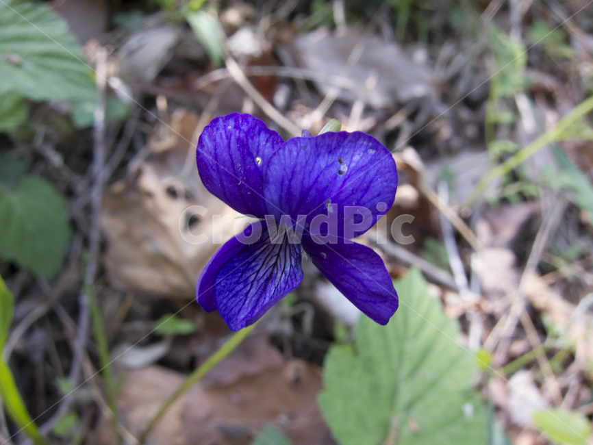 꽃,봄꽃,산속식물,flower,꽃밭,식물,자연,plants,nature,꽃,flower