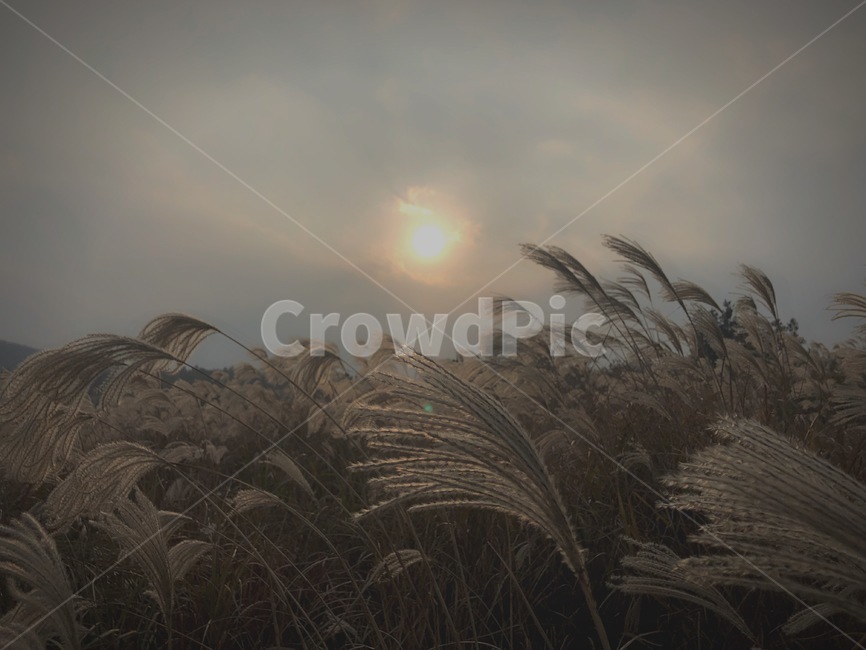 제주도,jeju,jejuisland,억새풀,억새,오름,억새풀언덕,언덕,dslr,canon100d,자연,풍경,nature,landscape,grass,잔디,plant,식물,lawn,reed,갈대
