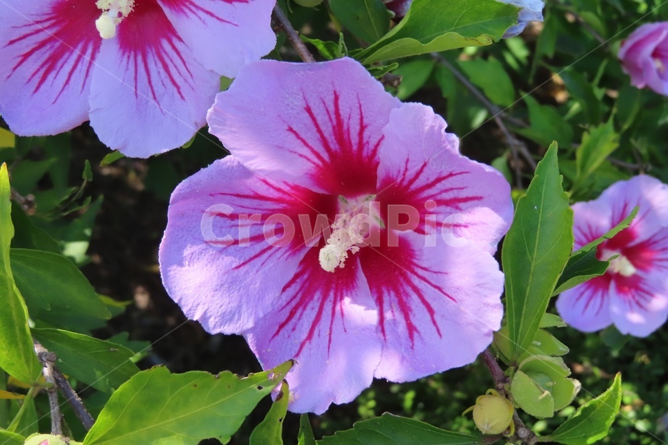무궁화,꽃,plant,식물,flower,분홍꽃,분홍,색감,식물,자연,plants,nature,꽃,flower