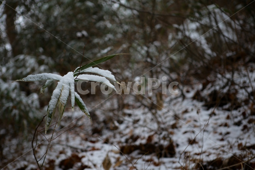 대나무,산,눈,설산,겨울,눈밭,겨울,계절,winter,season,자연,풍경,nature,landscape,outdoors,옥외,invertebrate,무척추 동물,animal,동물,insect,곤충,frost,서리,snow