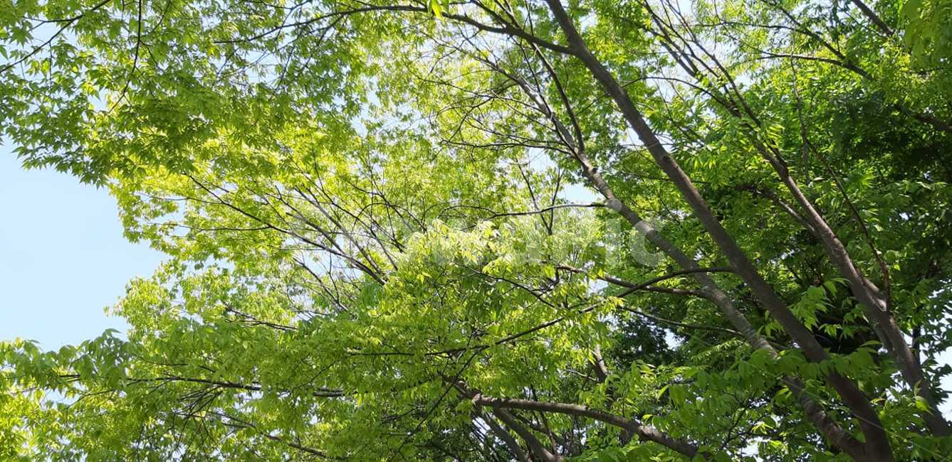 식물,자연,나무,감성,가로수,나무가지,숲,나무,trees,wood