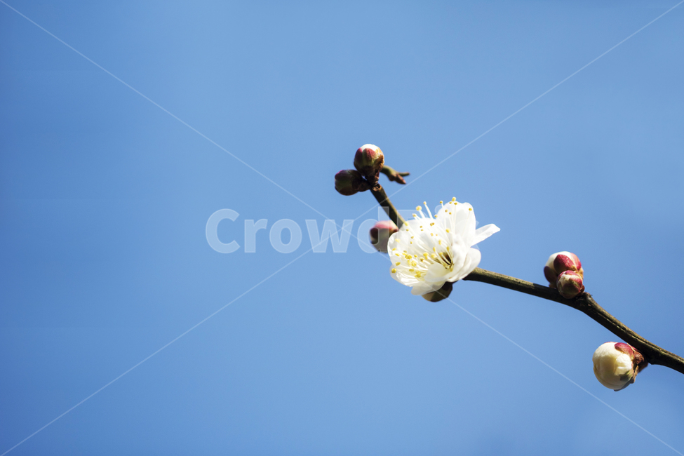 매화,매화꽃,매화나무,봄,봄꽃,꽃,하늘,푸른하늘,맑은하늘,봄,계절,spring,season,식물,자연,plants,nature,꽃,flower,plant
