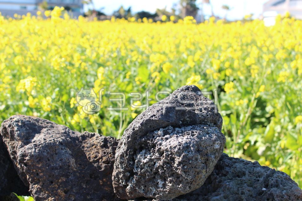 봄,유채꽃,제주도,노란꽃,노란색,노랑,꽃,희망,전령,현무암,제주,봄의전령