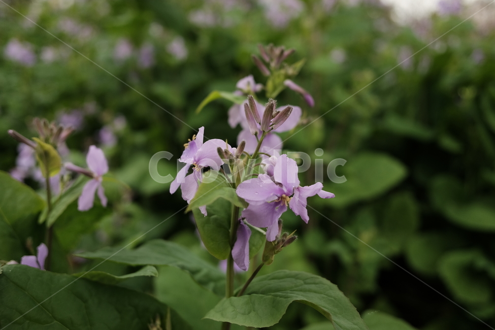 꽃,보라,초록,보라색꽃,봄,감성사진,식물,자연,plants,nature,꽃,flower