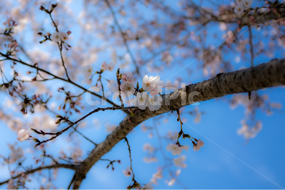 벚꽃,하늘,하늘벚꽃,파란하늘,봄풍경,흰꽃,봄,계절,spring,season,식물,자연,plants,nature,꽃,flower,plant