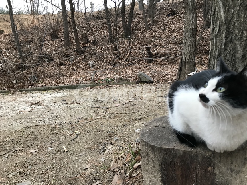 고양이,동물,cat,바닥,ground,애완동물