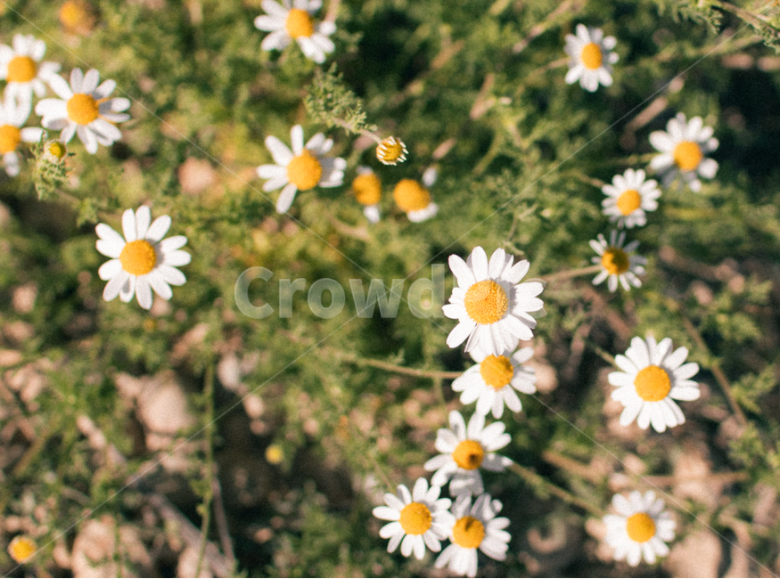 plant,식물,daisy,데이지,blossom,꽃,감성사진,계란꽃,식물,자연,plants,nature,꽃,flower