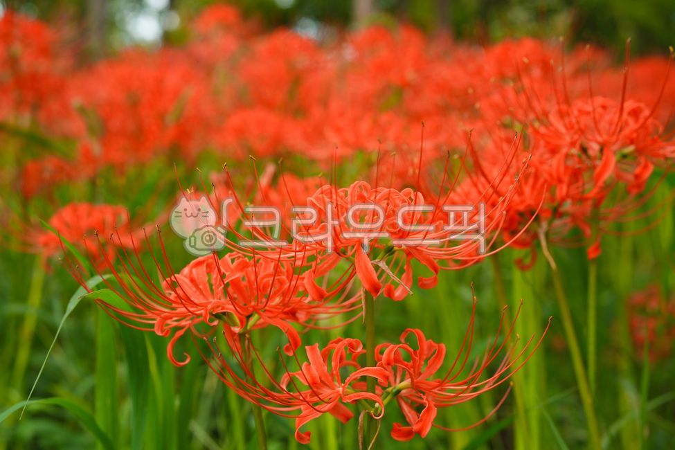 상사화,꽃무릇,군락지,nature,자연,outdoors,옥외,tree,나무,flower,꽃,petal,꽃잎,수술,암술,레드,주황,초록,꽃망울,꽃송이,꽃다발