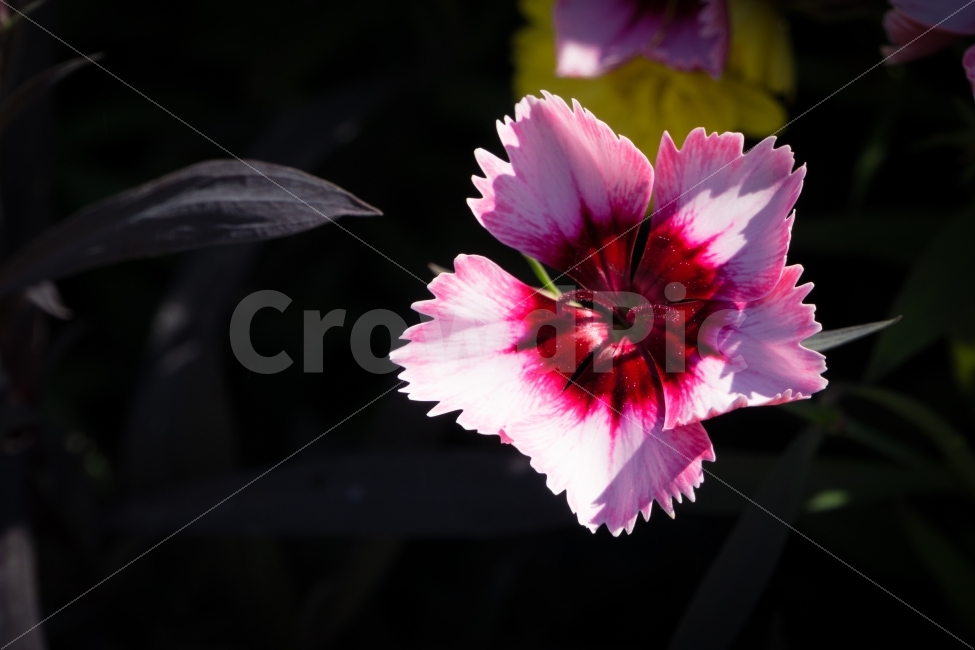 가을,꽃,식물,야생화,울산,태화강공원,식물,자연,plants,nature,꽃,flower