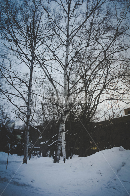겨울,winter,한겨울,폭설,자작나무,나무