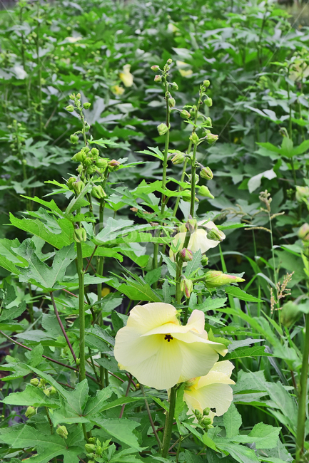 plant,꽃,flower,닥풀,아욱과,한해살이풀,식물,초본,약재,약용,한지재료,종이재료,재배,농업,산업,밭작물,농작물,밭농사,야외,옥외,아웃도어,한방약재,약용식물,쌍떡잎식물,배경,바탕,백그라운드