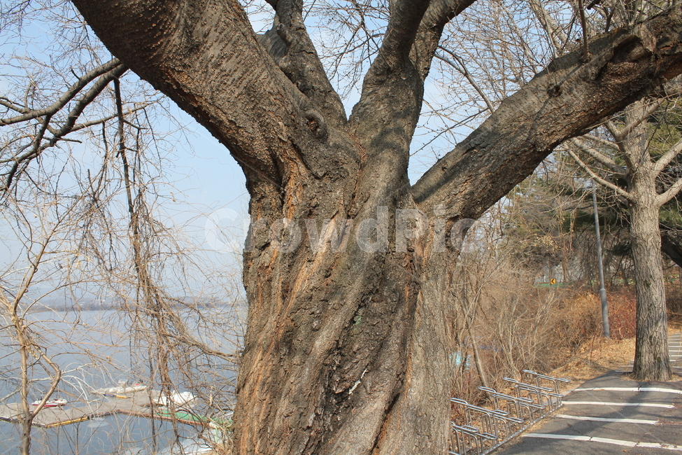 나무,호수,풍경,자연,가지,굵은,호수풍경,나뭇가지,겨울,계절,winter,season,식물,자연,plants,nature,나무,trees,wood
