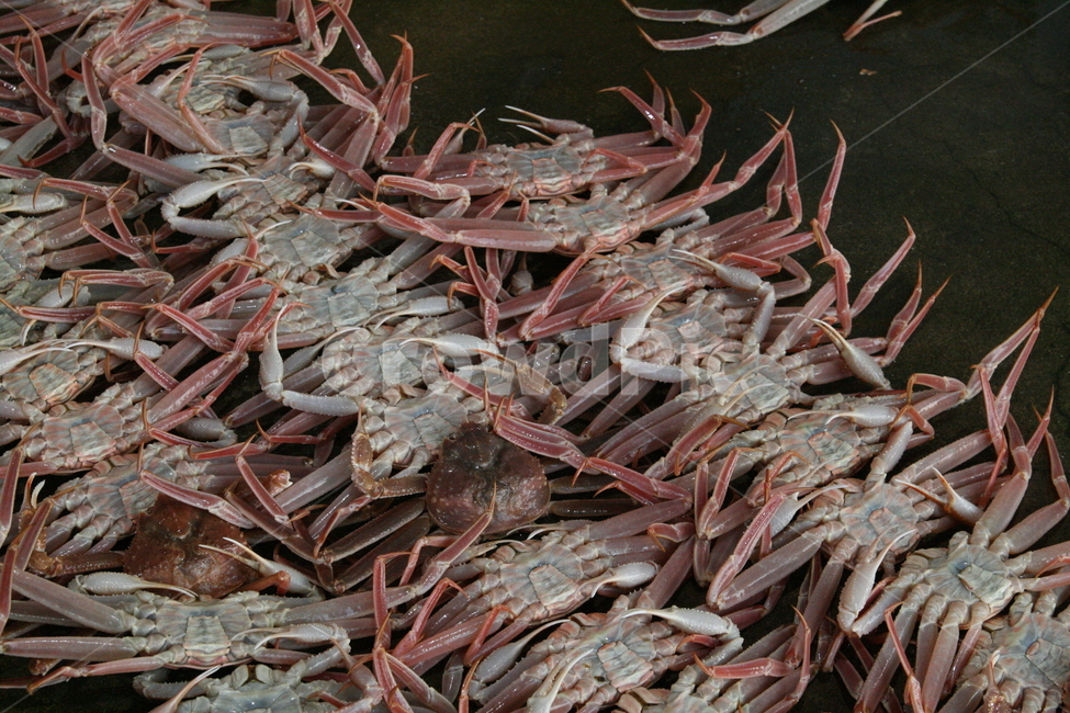 대게,홍게,박달대게,꽃게,랍스타,속초홍게,주문진홍게,박달홍게,수산시장,경매,어시장,새벽시장,노량진수산시장,후포리,울진대게,울진홍게,랍스터,킹크랩,영덕대게,황게,스노우크랩,붉은대게,시장,마트,마켓,market,mart,market place,음식,식재료,요리,food,cook,meal,dishes,food reserves,수산물,해산물,fishery products,seafood