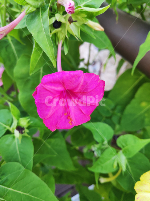 꽃,식물,flowers,plants,geranium,분홍꽃,식물,자연,plants,nature,꽃,flower