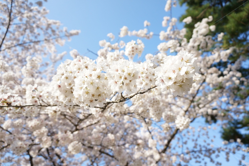 벚꽃,5월,봄바람,벚꽃엔딩,경주