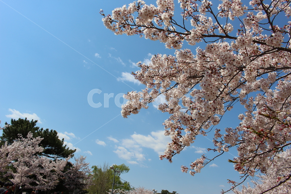 벚꽃,벚꽃나무,봄,벚꽃놀이,cherryblossom,봄,계절,spring,season,plant,식물,blossom,꽃,flower