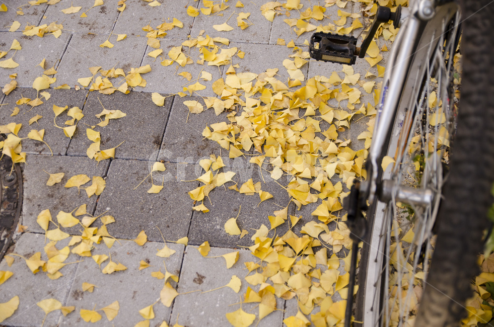 은행나뭇잎,노랑,노란잎,콘크리트,자전거바퀴,가을,계절,fall,autumn,season