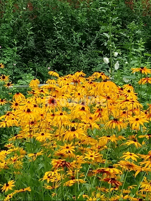 루드베키아,coneflower,노란색꽃,식물,천인국,꽃