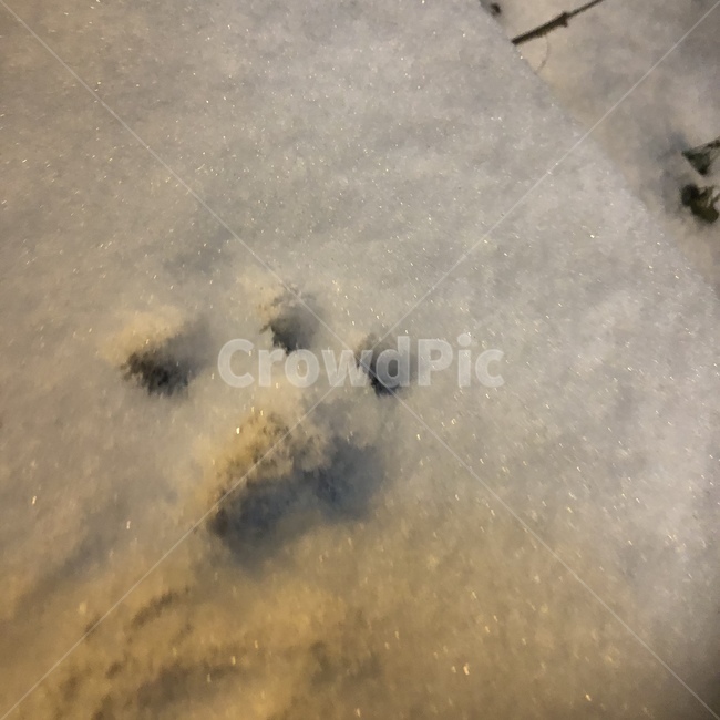 눈,강아지발자국,발자국,겨울,귀여움,겨울,계절,winter,season