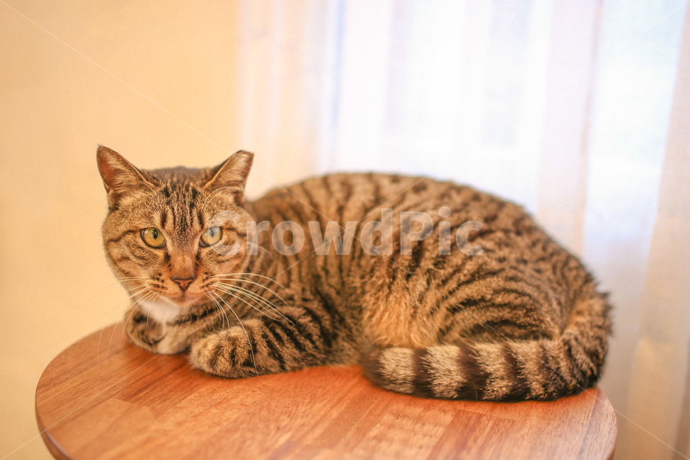 고양이,cat,동물,애완동물,야옹이,동물,animal,포유류,mammal,고양이,cat,kitten,kitty