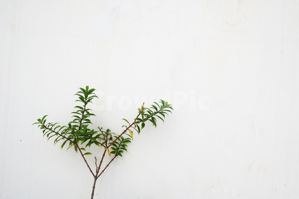 식물,잎,leaf,plant,배경,background,여백,흰벽,벽,나무,초록색,흰색,갈색,가지,한그루
