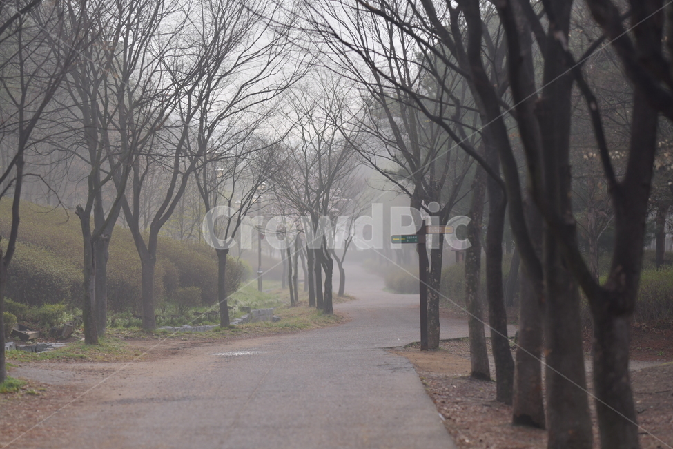 나무,봄,안개,자연,길,자연,풍경,nature,landscape,식물,plants,나무,trees,wood,weather,날씨,outdoors,옥외