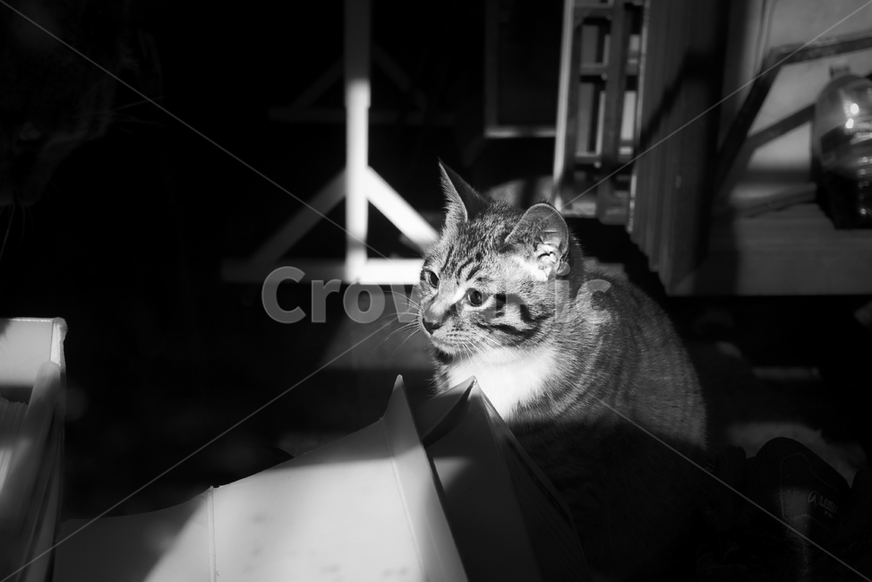 고양이,옆모습,동물,흑백,줄무늬고양이,cat,animal,동물,animal,고양이,cat,kitten,kitty,흑백,모노톤,monochrome,black and white