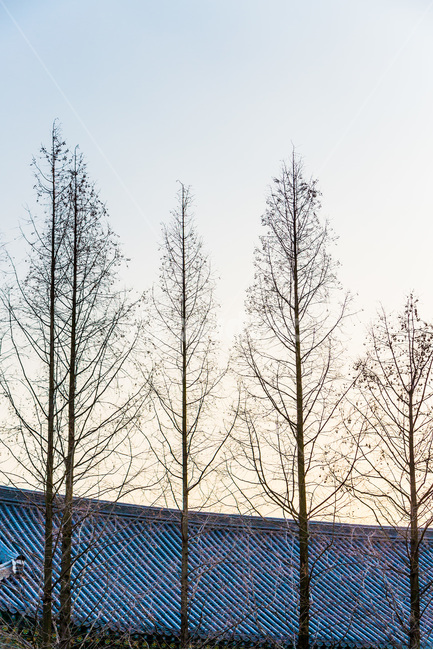 기와,선,패턴,사찰,전통,한국전통,한국문화,korean traditional,korean culture,식물,자연,plants,nature,나무,trees,wood,건축물,건물외관,exterior,building,structure,architecture,construction
