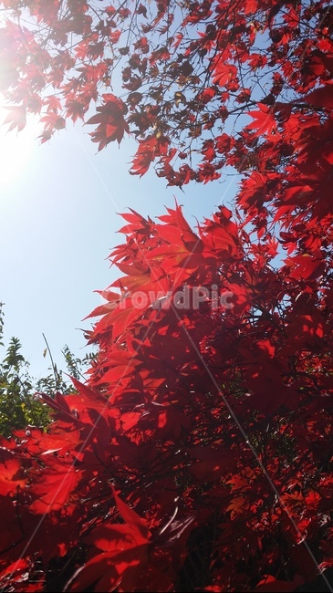 maple,단풍잎,빨강,가을,나무,가을,계절,fall,autumn,season,leaf,잎,plant,식물,tree,단풍