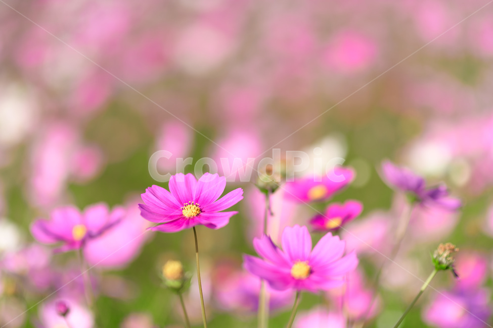 식물,꽃,코스모스,분홍,가을,감성,가을,계절,fall,autumn,season,식물,자연,plants,nature,꽃,flower,plant,blossom,petal,꽃잎