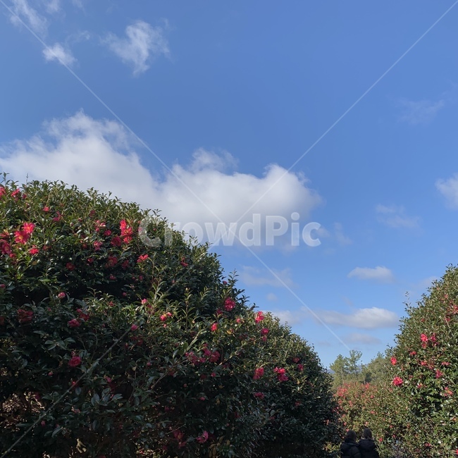 plant,식물,제주도,동백,동백꽃,하늘,sky,자연,nature,나무,tree,꽃,flower