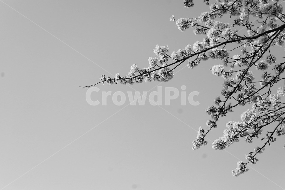 nature,자연,outdoors,벚꽃,꽃,식물,plant,flower,blossom,cherryblossom,봄,spring,흑백,blackwhite,bw