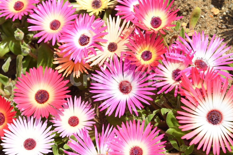 꽃,야생화,플라워,봄,봄꽃,식물,자연,plants,nature,꽃,flower