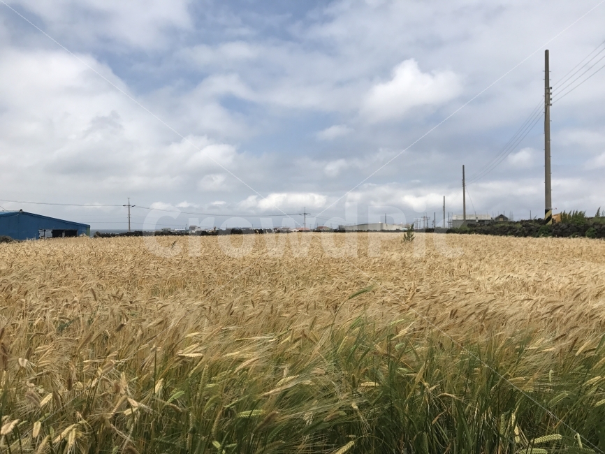 자연,감성,풍경,제주,원본,무보정,자연,풍경,nature,landscape,시골,마을,country,rural,town,식물,plants,plant,food,음식,grain,곡물,vegetable,야채
