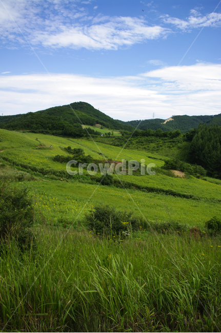 풍경,꽃밭,하늘,구름,산,나무,식물,자연,풍경,nature,landscape,outdoors,옥외,field,들