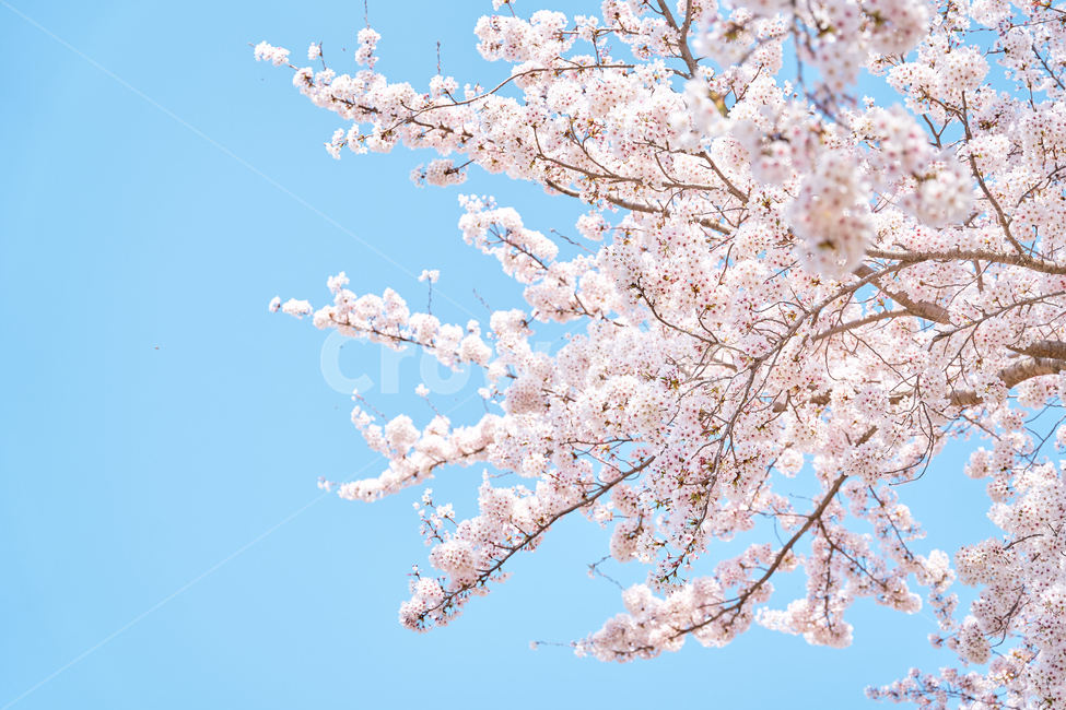 식물,flower,꽃,blossom,체리블라썸,벚꽃,봄,나들이