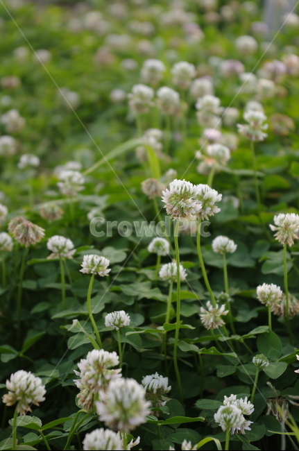 식물,plant,풀,잡초,꽃,토끼풀