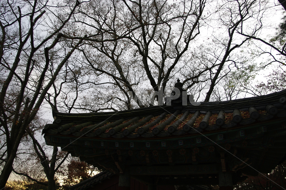 식물,plant,나무,하늘,구름,기와지붕,낙엽,가을,fall,가을,계절,fall,autumn,season,한국전통,한국문화,korean traditional,korean culture,건축물,건물외관,exterior,building,structure,architecture,construction