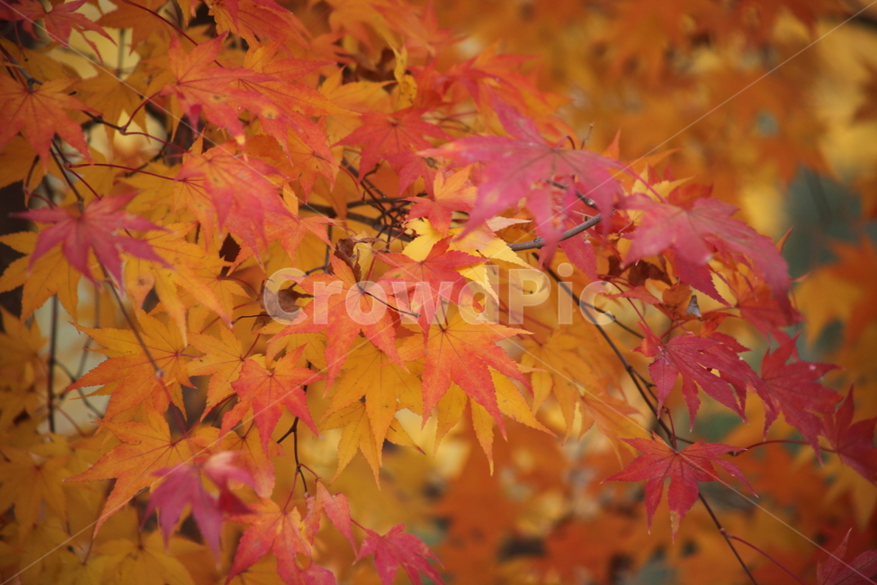 단풍,단풍나무,엽록소,가을,redleaves,가을,계절,fall,autumn,season,식물,자연,plants,nature,leaf,잎,plant,tree,나무