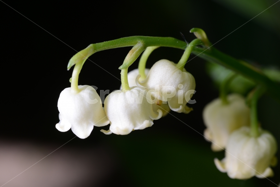 자연,꽃,화려함,예쁜,Nature,Flower,Beautiful,Colorful,흰색,은방울꽃,식물,자연,plants,nature,꽃,flower