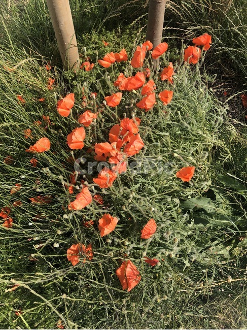 양귀비,꽃,들꽃,식물,flower,blossom,plant,wildflower