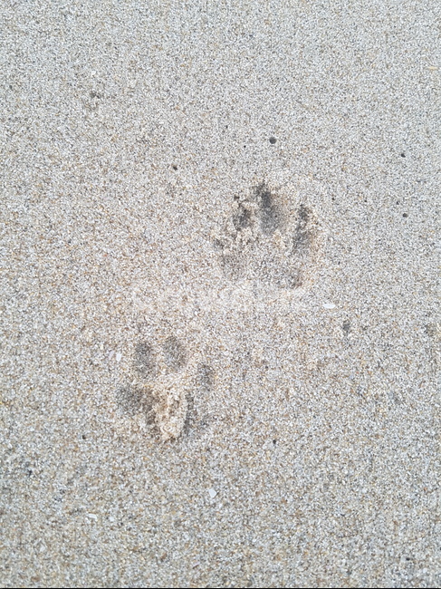 footprint,dog,sand,모래,발자국