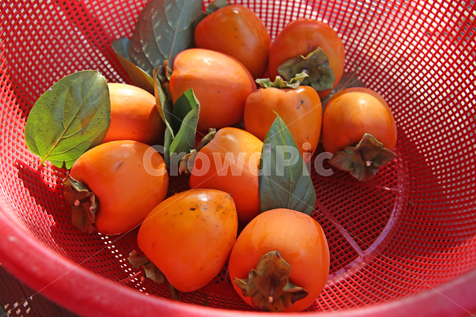 감,대봉,가을,과일,food,식물,감따기,감수확,음식,가을,계절,fall,autumn,season,과일,열매,fruit,plant,persimmon