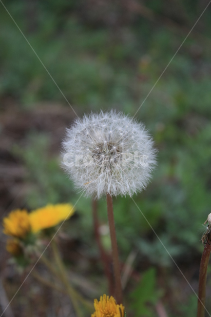 민들레,민들레씨,민들레꽃,민들레홀씨,봄,봄,계절,spring,season,식물,자연,plants,nature,꽃,flower,plant,blossom