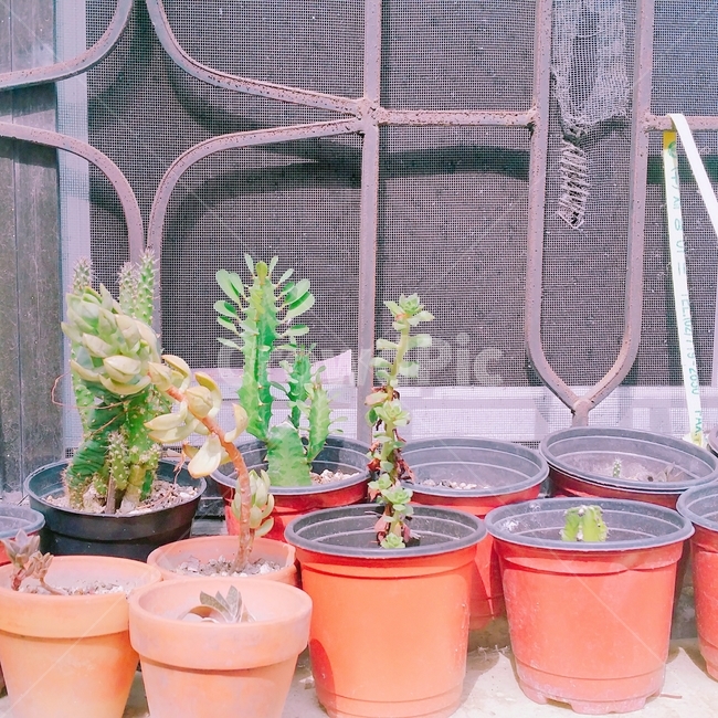 창문,화분,다육식물,방충망,식물,창,골조,허름,달동네,window,pot,plant,succulent